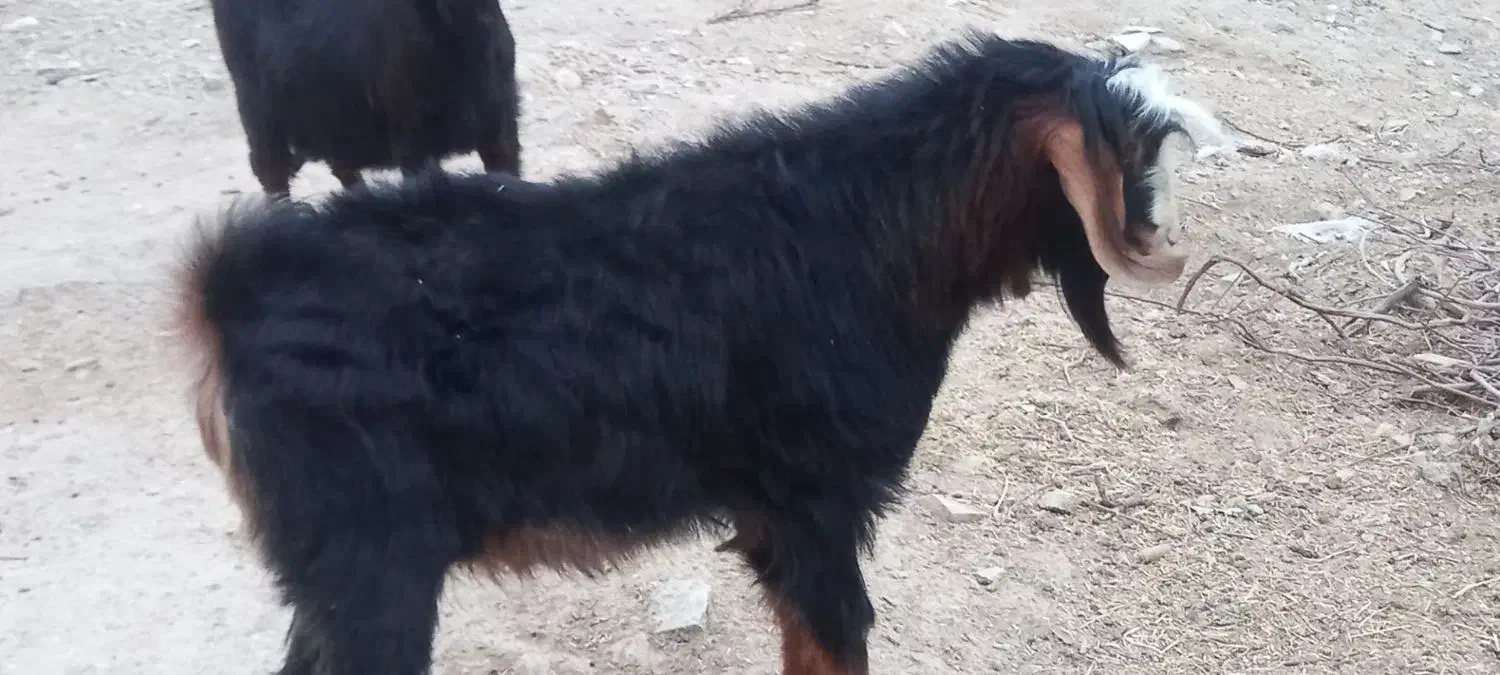 بزغاله پارسال|حیوانات مزرعه|ایلام, |دیوار