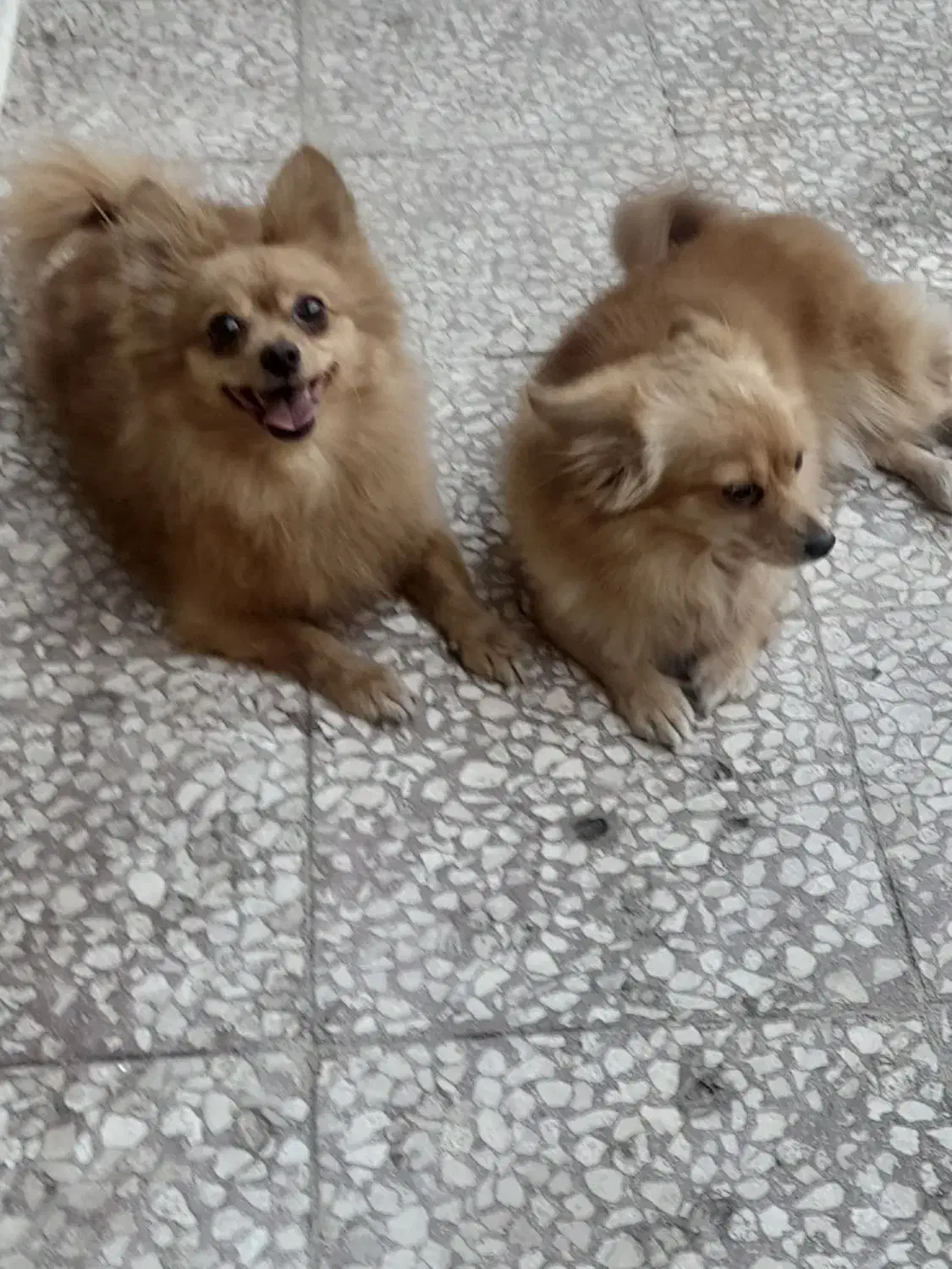 پامرین روباهی نر ماده|سگ|قم, پشت انبار نفت|دیوار