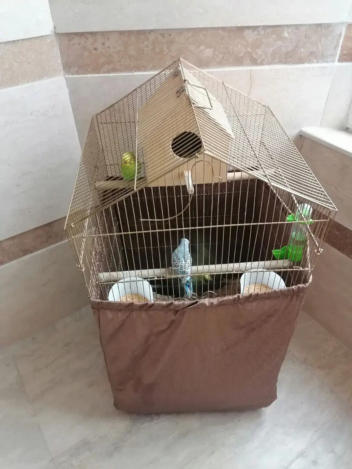 مرغ عشق به همراه لوازم کامل|پرنده|خرمآباد (تنکابن), |دیوار