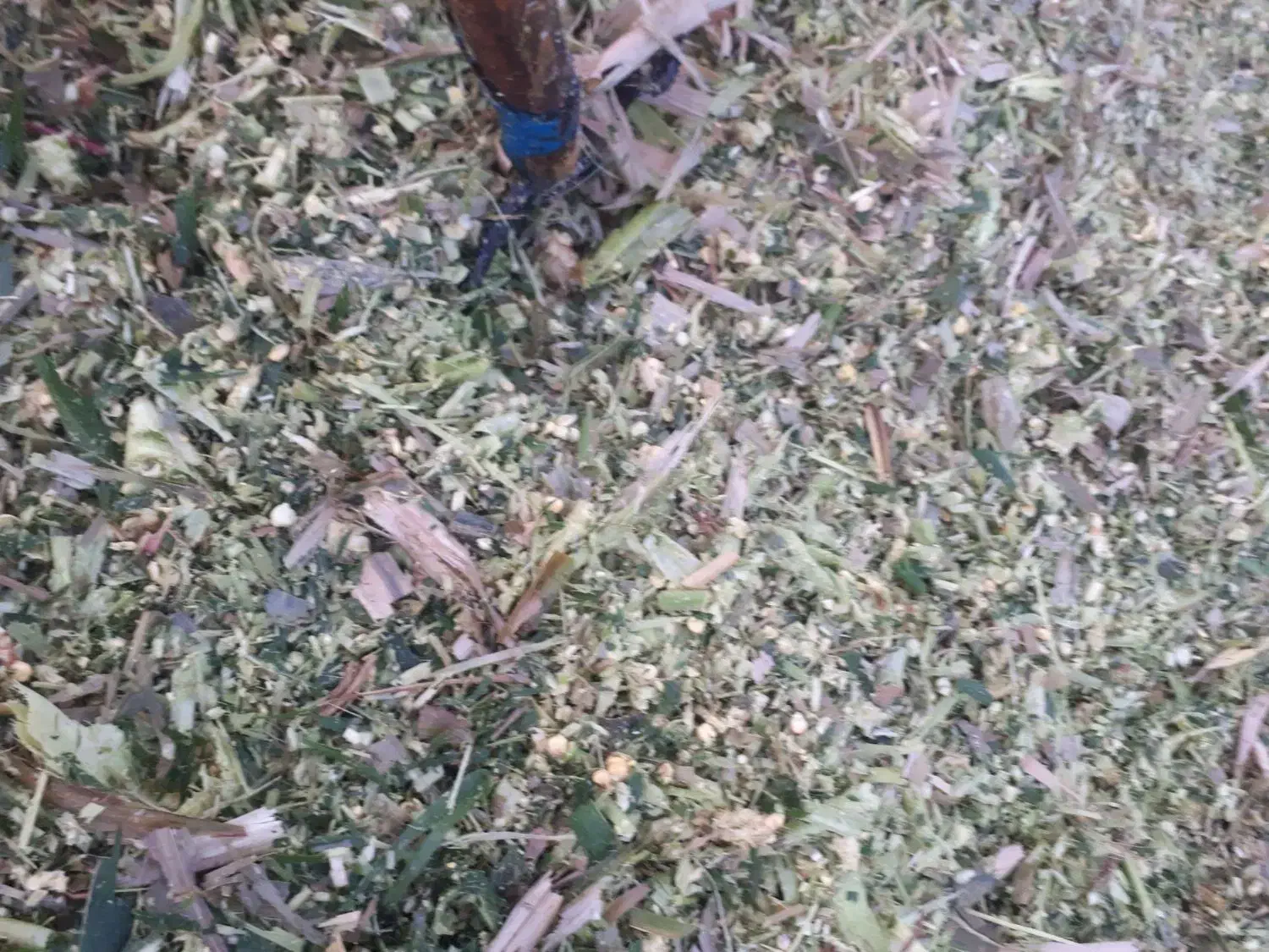 ذرت علوفه ای|عمدهفروشی|فاضل آباد, |دیوار