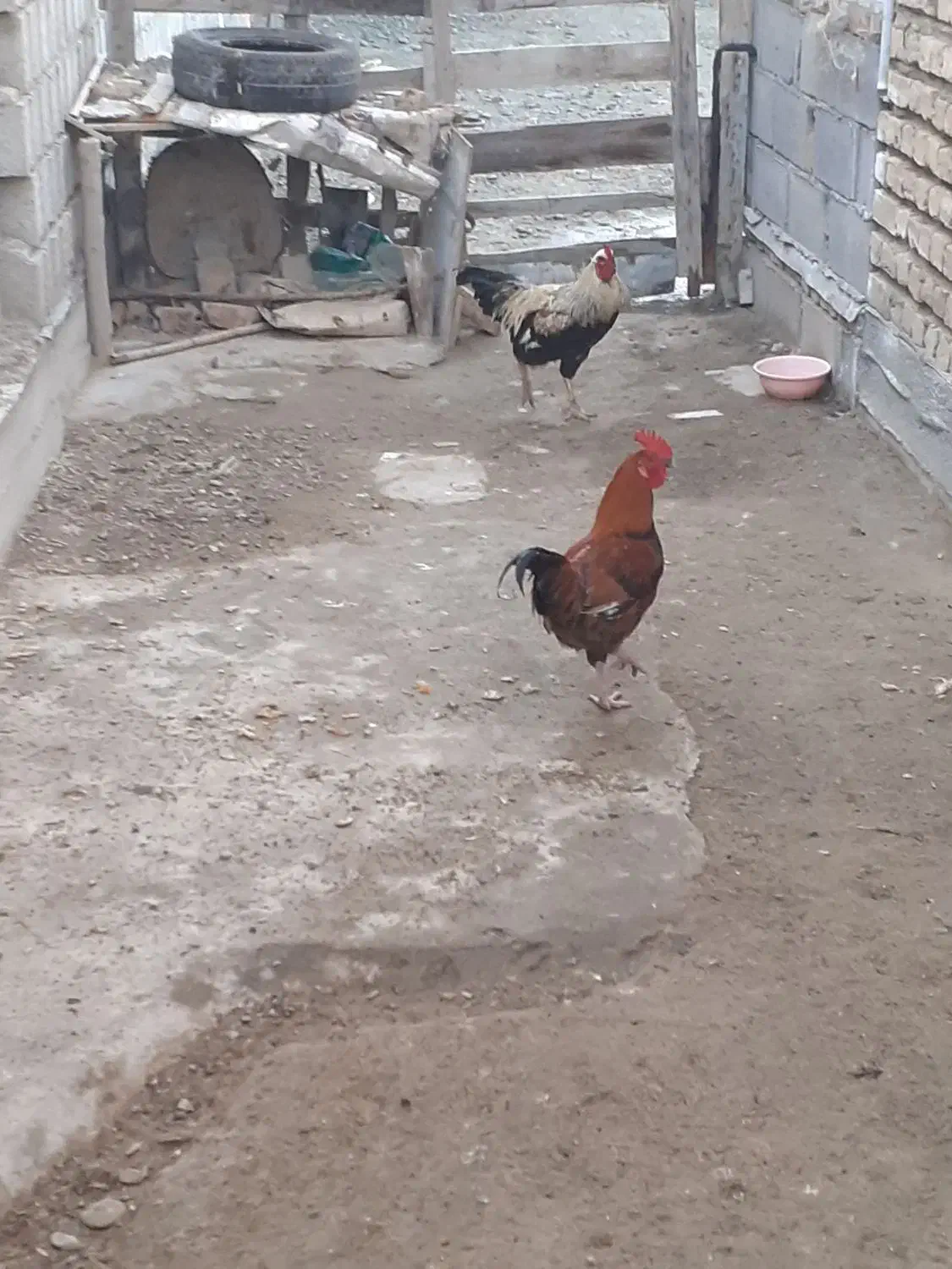 فروش 3عدد خروس چهل تاچ محلی|حیوانات مزرعه|گمیشان, |دیوار