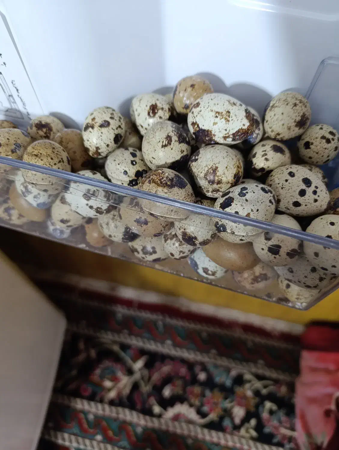 تخم بلدرچین|خوردنی و آشامیدنی|نیشابور, هفده شهریور|دیوار