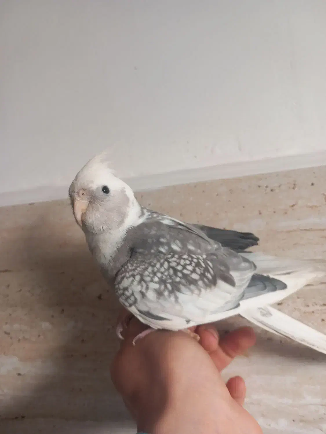 عروس هلندی|پرنده|رشت, سلیمانداراب|دیوار