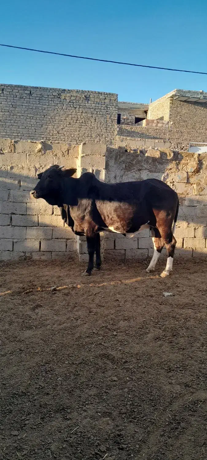 گاو|حیوانات مزرعه|زابل, |دیوار