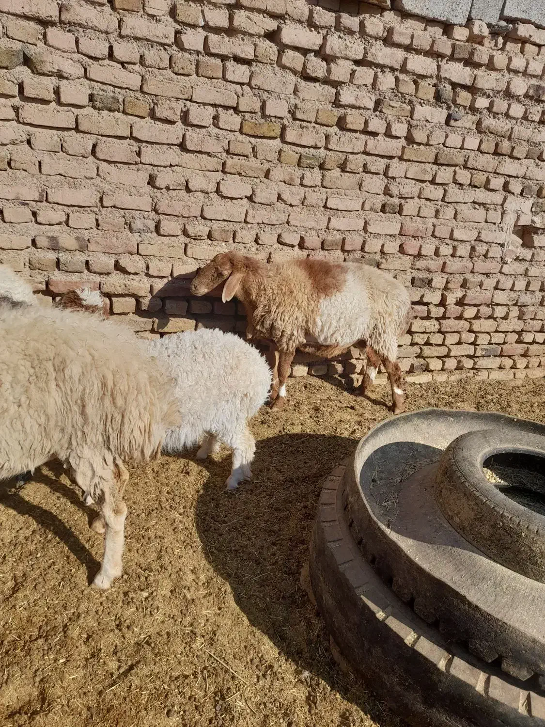 بره|حیوانات مزرعه|فردوس (خراسان), |دیوار