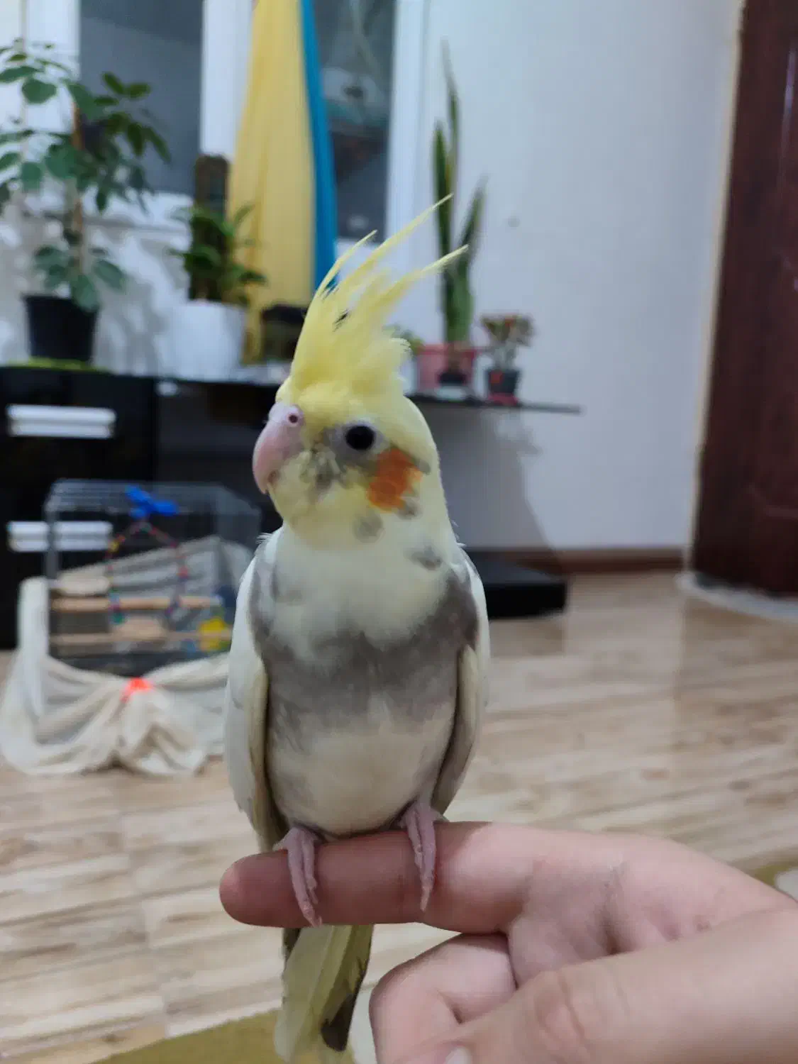 عروس هلندی نر|پرنده|شاهدشهر, |دیوار