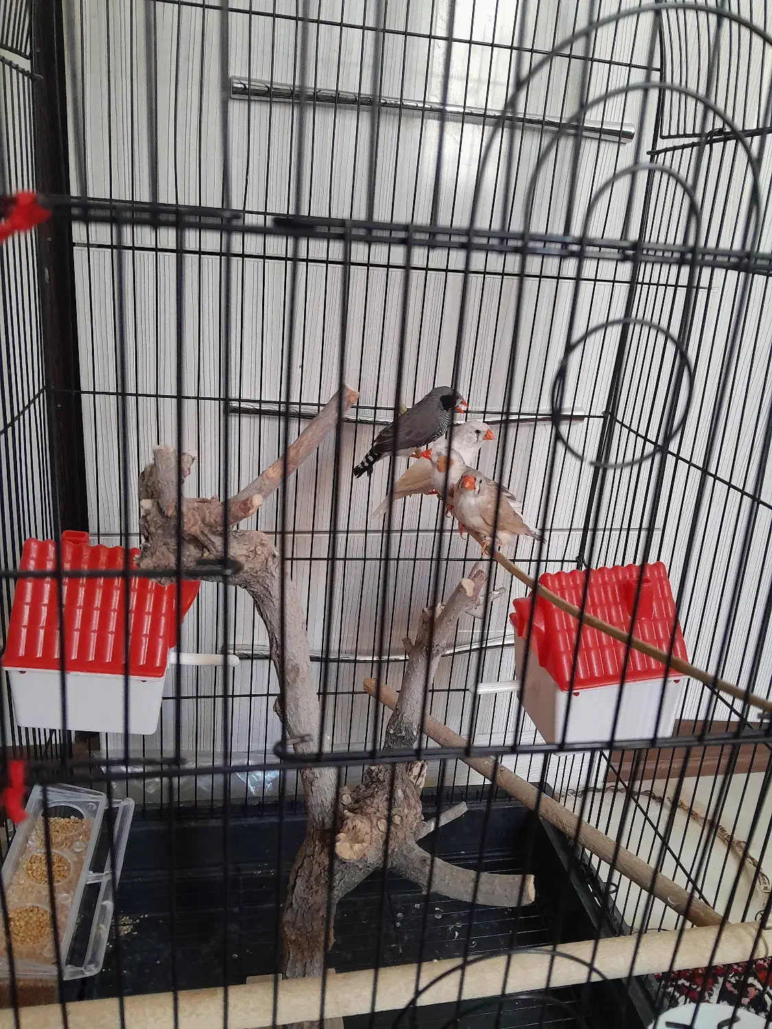 فنج|پرنده|اصفهان, شهرک آزمایش|دیوار