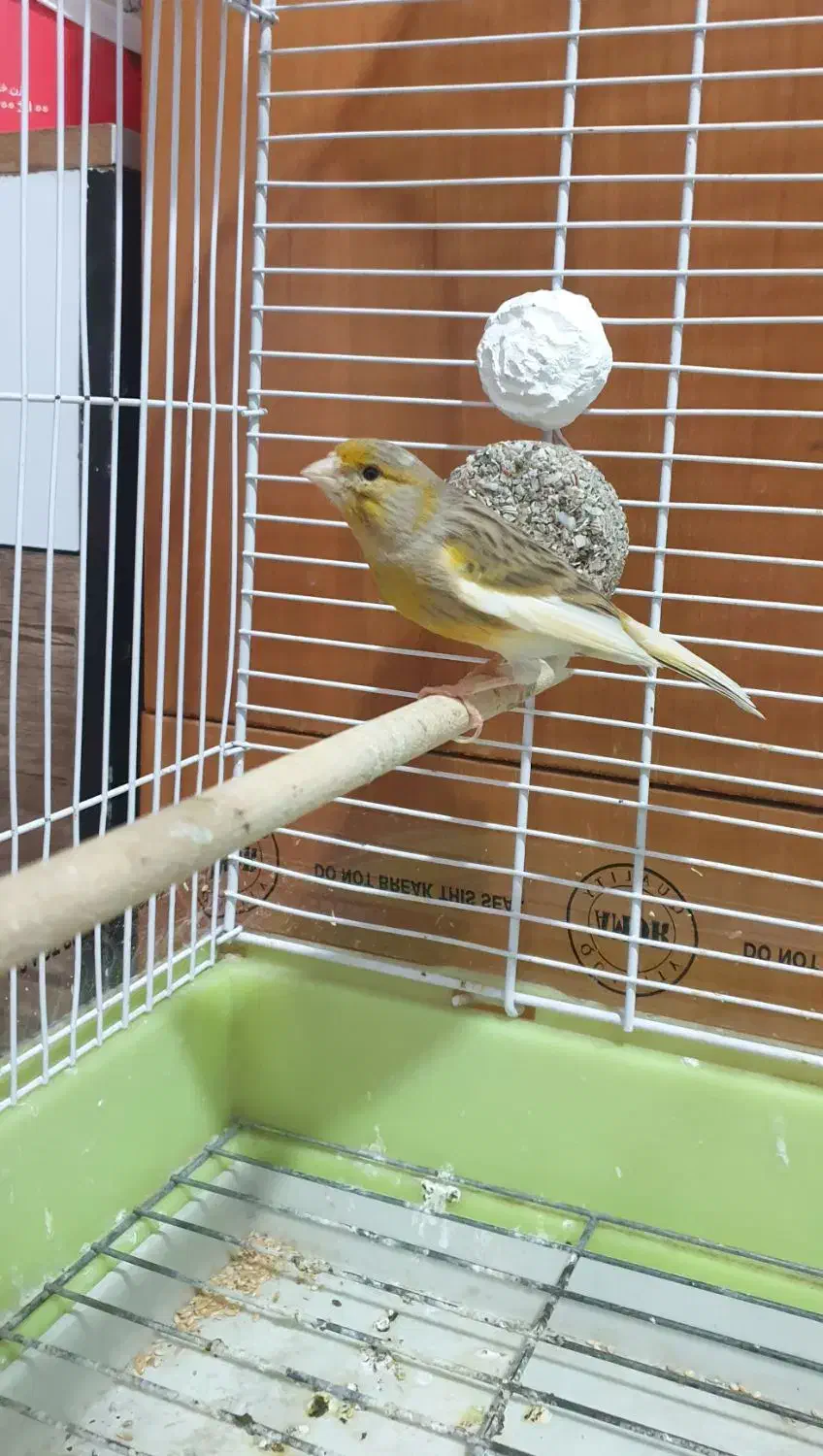 فروش یا معاوضه قناری ماده رسمی آماده جوان|پرنده|بندرعباس, |دیوار