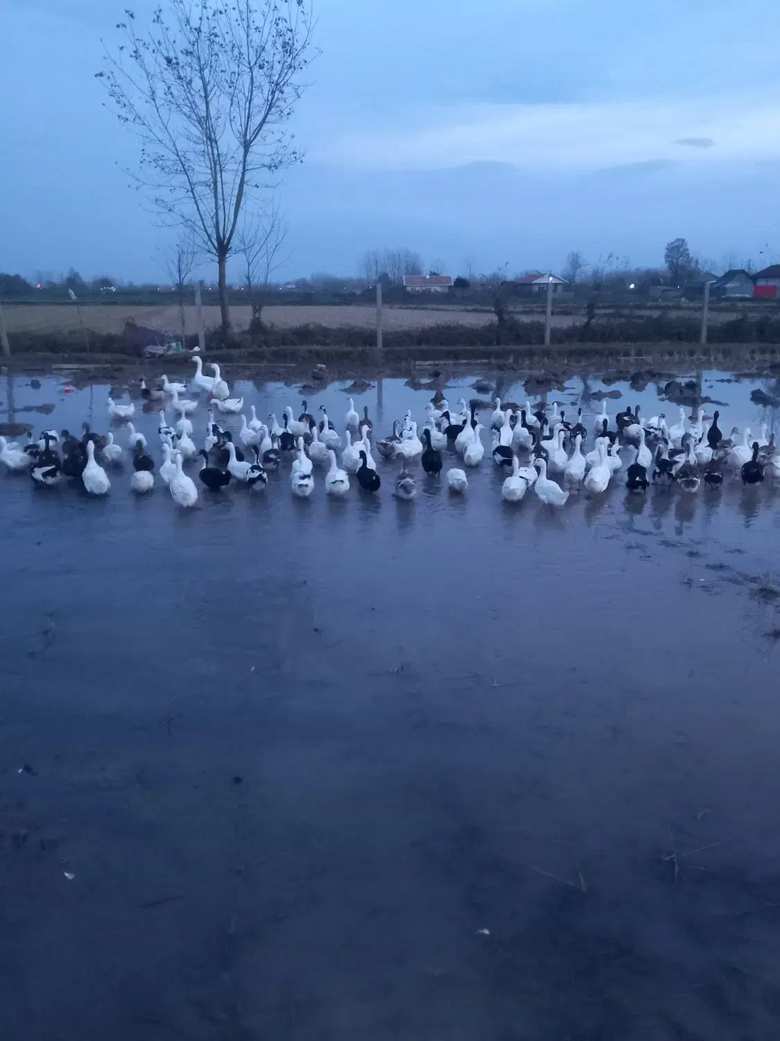 اردک ۳ ماهه نر و ماده|حیوانات مزرعه|آستانه اشرفیه, |دیوار