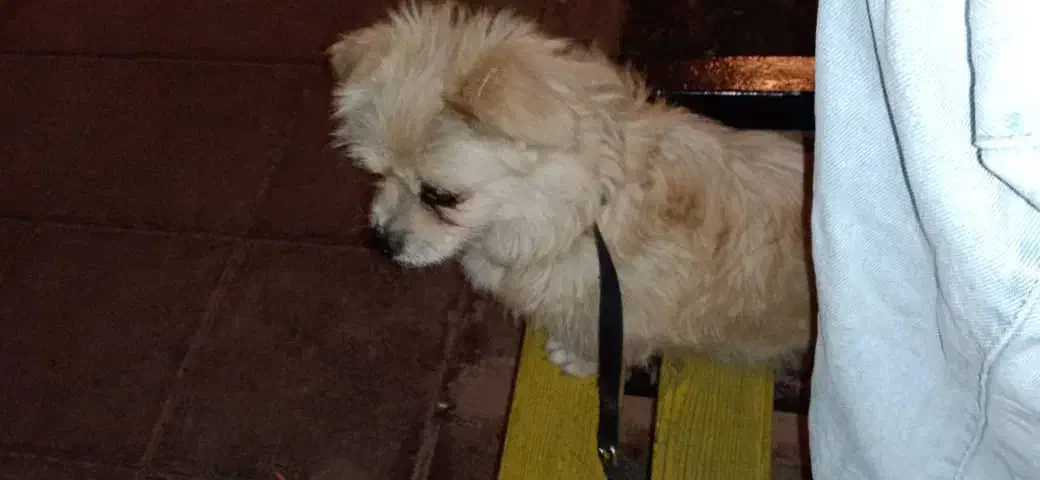 سگ پاکوتاه|سگ|کرج, فاز ۱ مهرشهر|دیوار