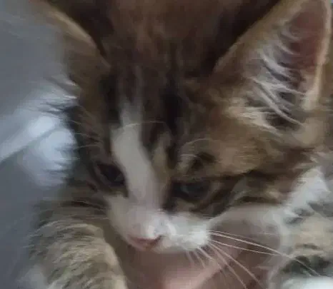 واگذاری دو بچه گربه حدودا سه ماهه|گربه|نوشهر, |دیوار