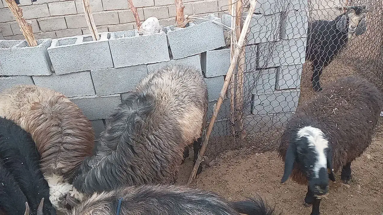 گوسفند|حیوانات مزرعه|جنت, |دیوار