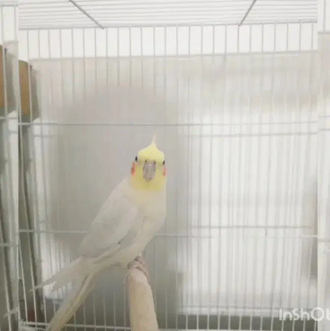 یک جفت عروس هلندی لوتینو|پرنده|زاهدان, |دیوار