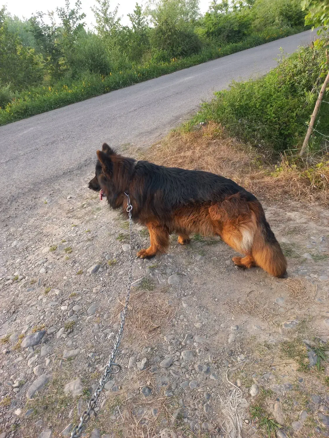 سگ ژرمن|سگ|لاهیجان, بازکیاگوراب|دیوار