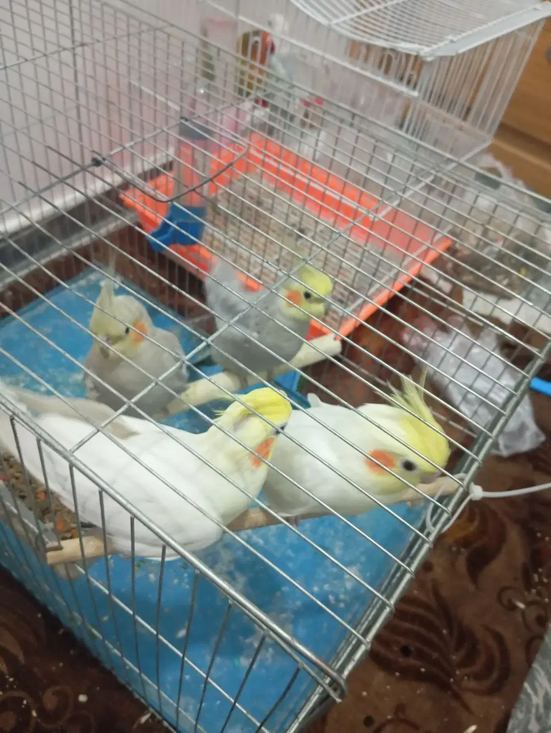 عروس هلندی و طوطی|پرنده|شهریار, شهرک بهاران (ویره)|دیوار