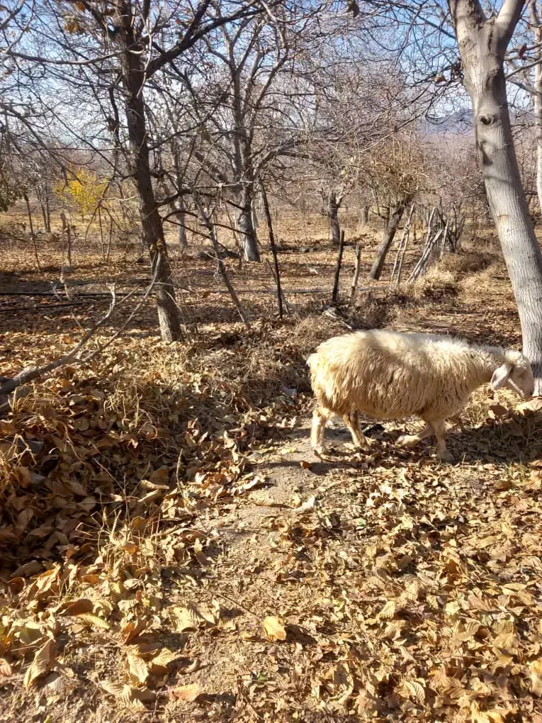 کاوُر نژاد دار تک زه فروش فوری|حیوانات مزرعه|بافت, |دیوار