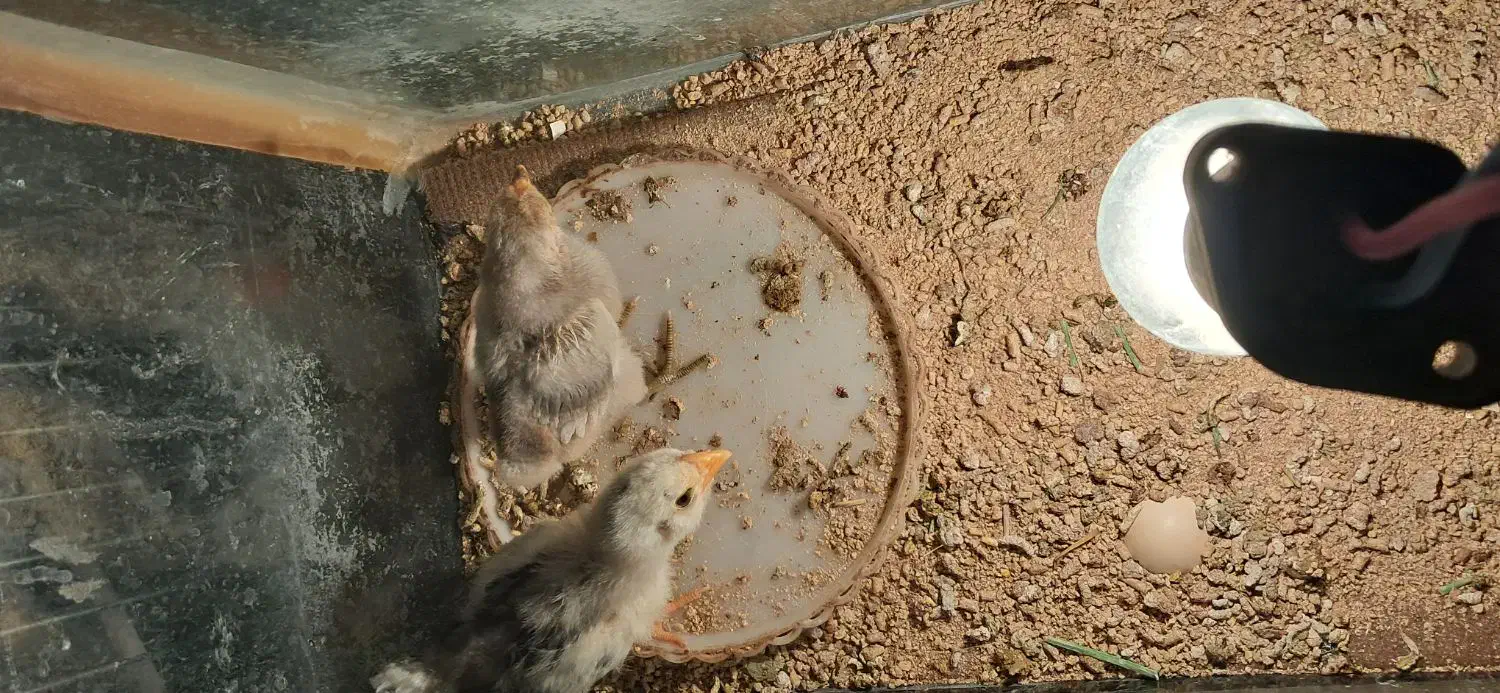 جوجه گلین|حیوانات مزرعه|زید آباد, |دیوار