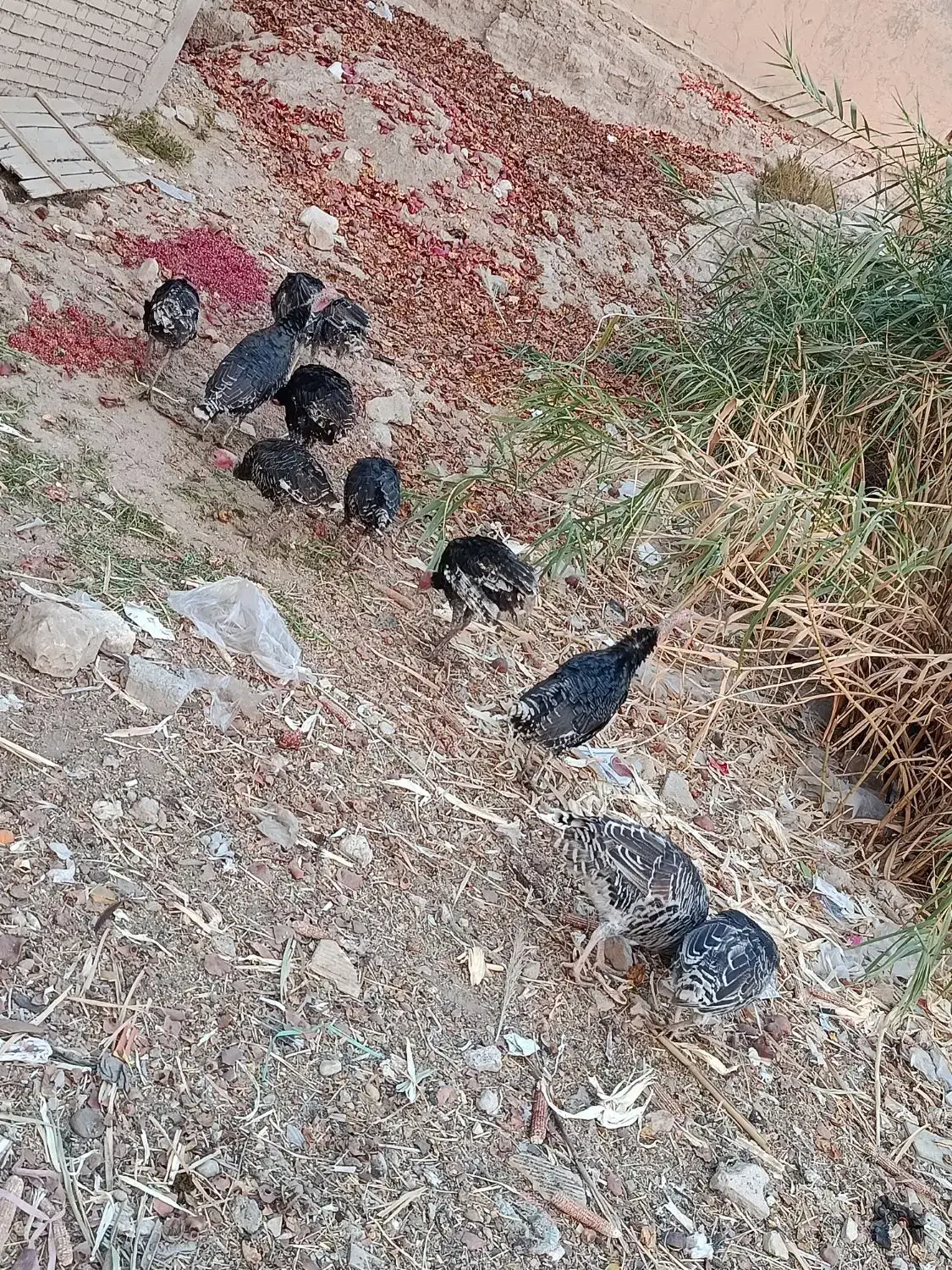 فروش بوقلمون در قلعه تل|حیوانات مزرعه|باغ ملک, |دیوار