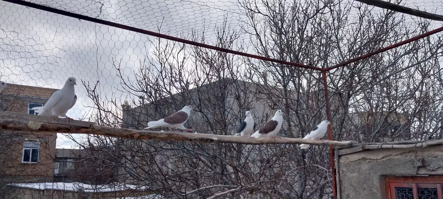 کبوتر|پرنده|سراب, |دیوار