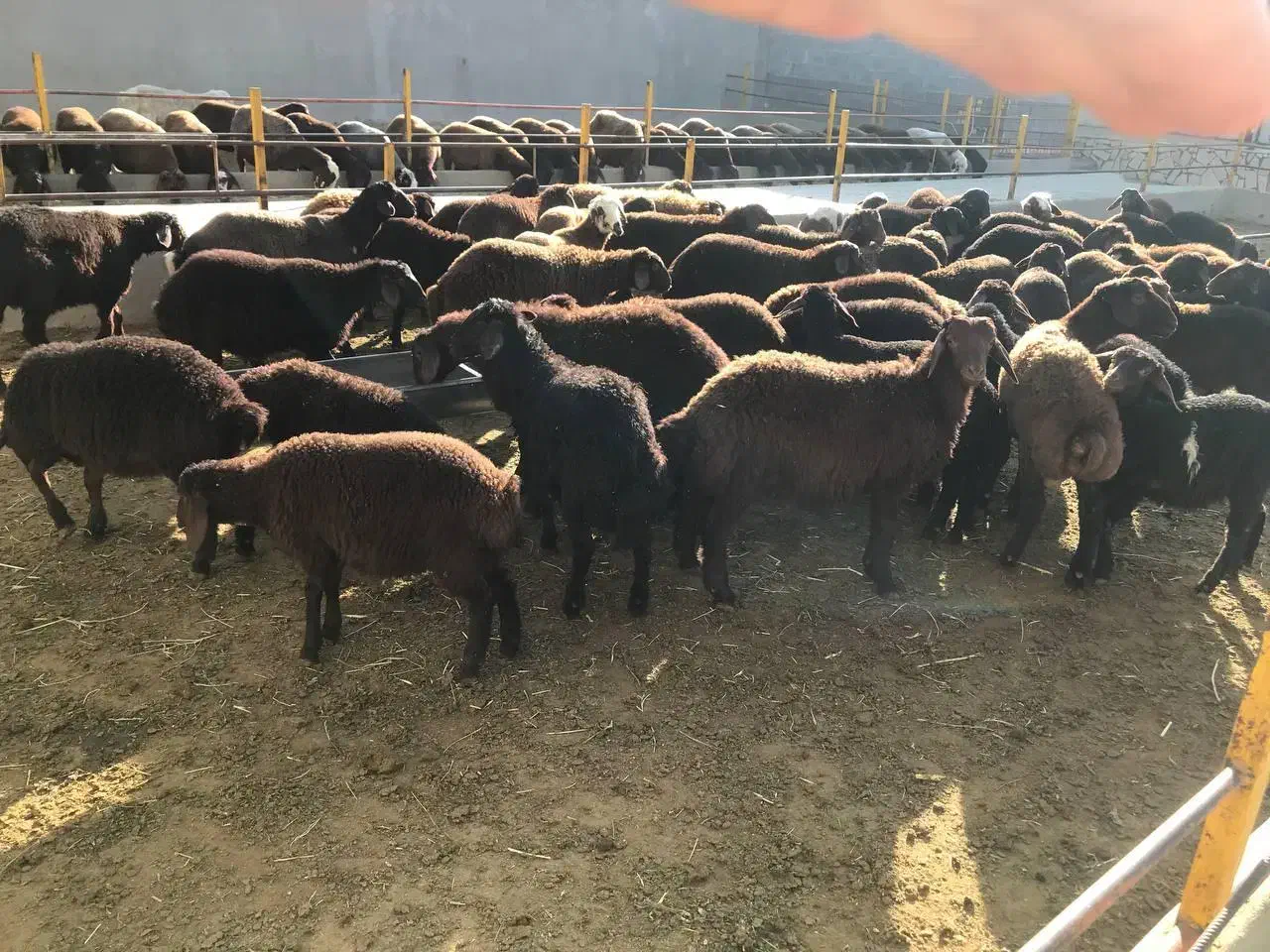 بره بزغاله میش گوسفند بز نذری عقیقه|حیوانات مزرعه|خمینیشهر, |دیوار