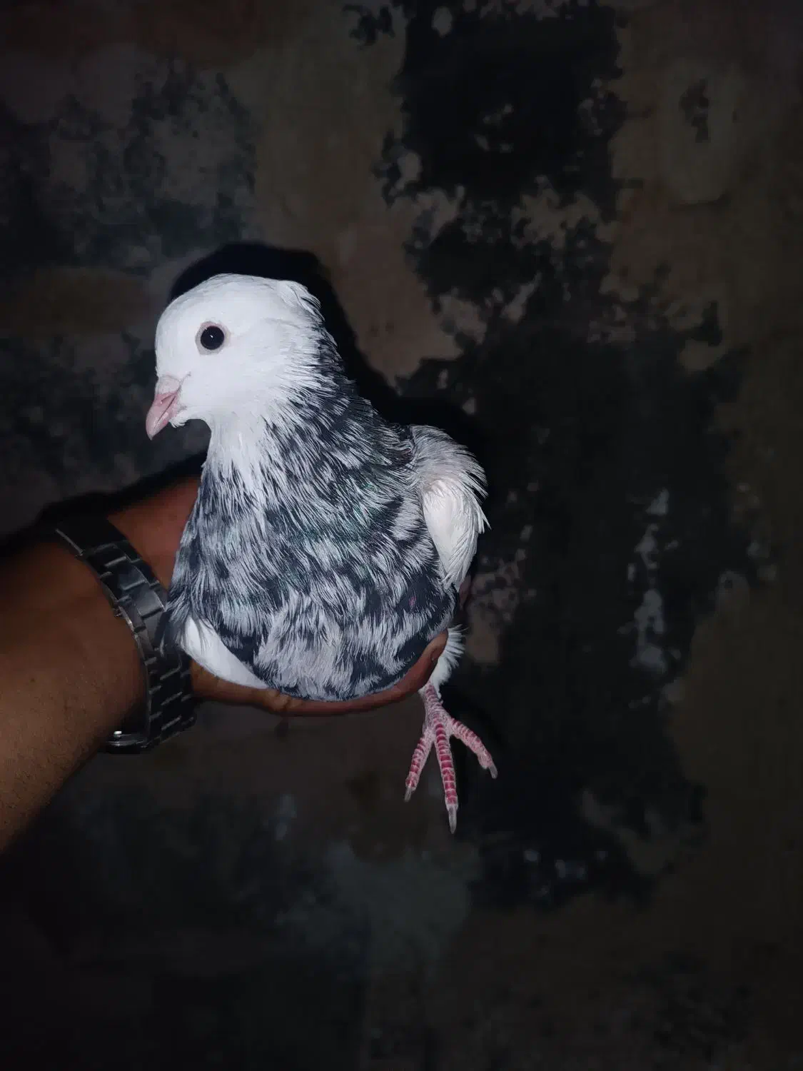 طوقی|پرنده|سیوان, |دیوار