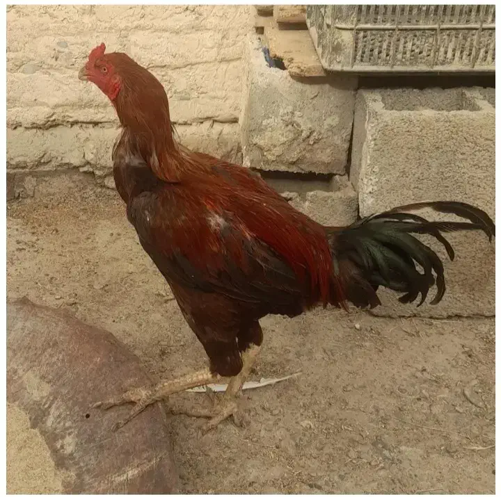مرغ و خروس لاری|حیوانات مزرعه|خنداب, |دیوار