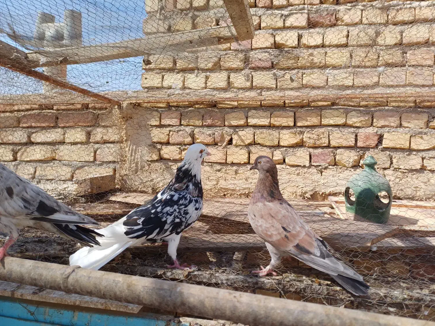نر وماده سرور|پرنده|آران و بیدگل, |دیوار