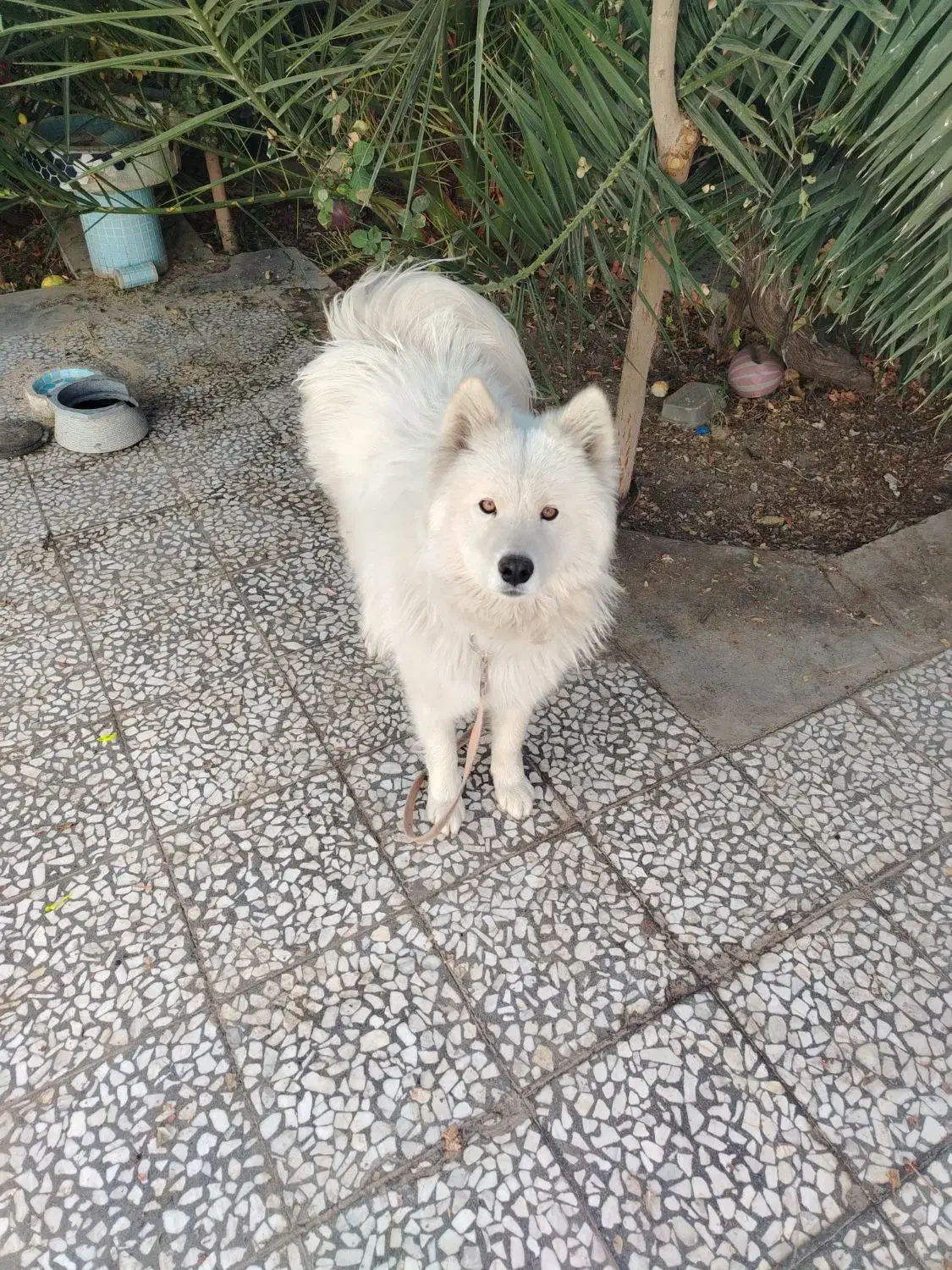 سگ ساموییدماده معاوضه با،|سگ|اصفهان, باغ زیار|دیوار