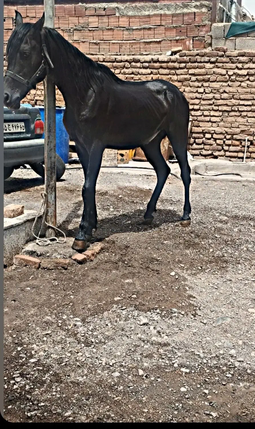 اسب|اسب و تجهیزات اسب‌سواری|بم, |دیوار