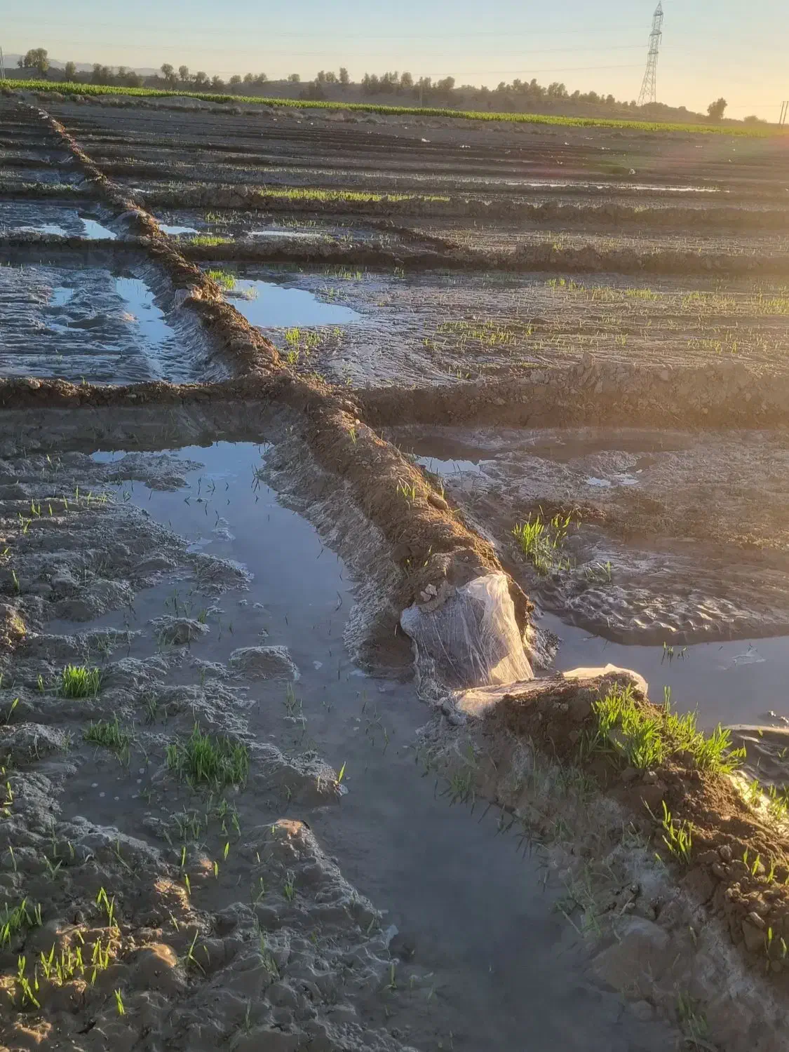 فروش اسپوست علف (یونچه)|خدمات باغبانی و درختکاری|ایرانشهر, |دیوار