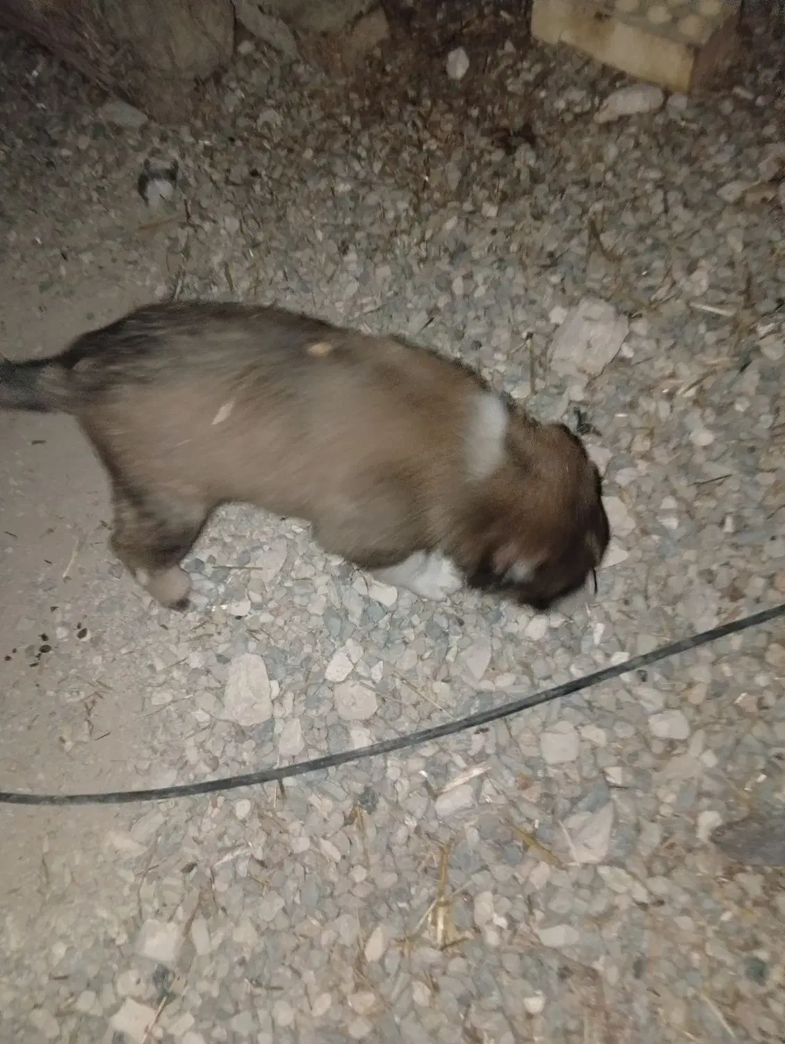 2تا کوچلوخوشگل باهوش|سگ|قره قوین, |دیوار