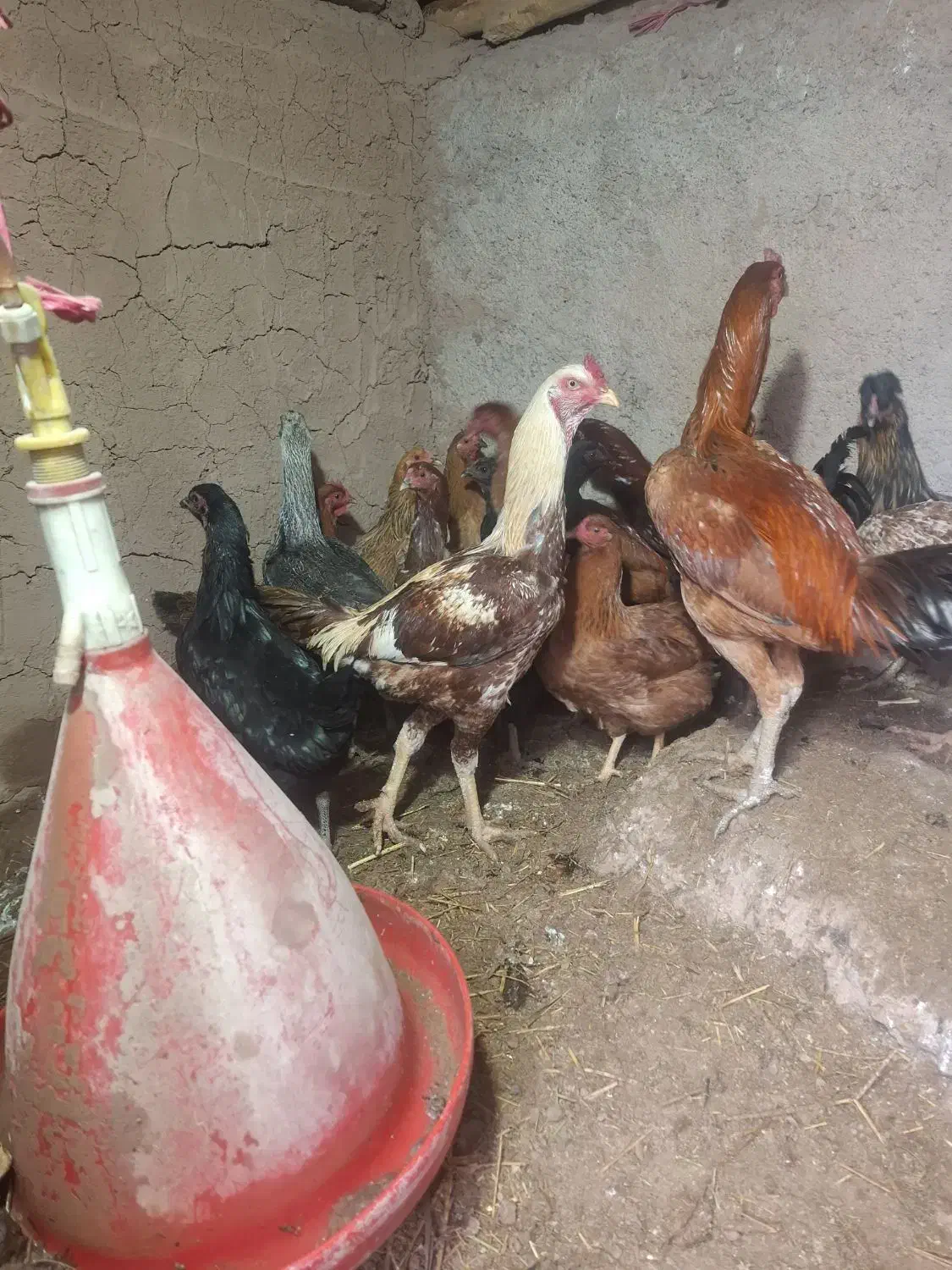 مرغ لاری .خروس لاری. مرغ خانگی|حیوانات مزرعه|تربت جام, یحیی آباد|دیوار