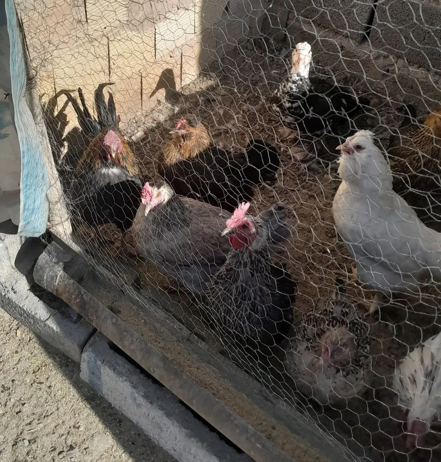 فروش تعدادی مرغ وخروس گلین|حیوانات مزرعه|شهر بابک, |دیوار