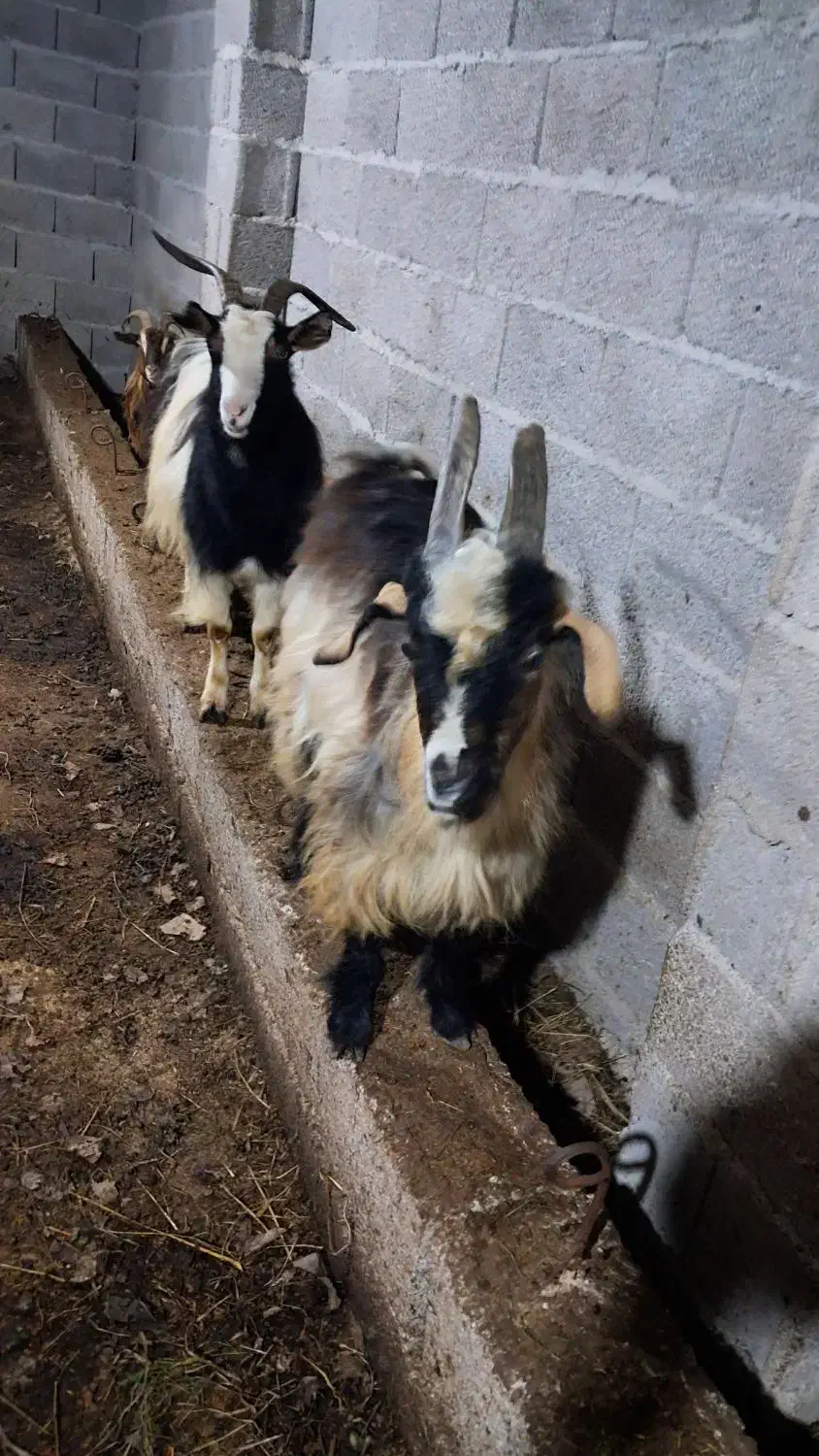 بز نر ۱ ساله حدود ۳۵ کیلویی گوسفند|حیوانات مزرعه|رشت, بازار|دیوار