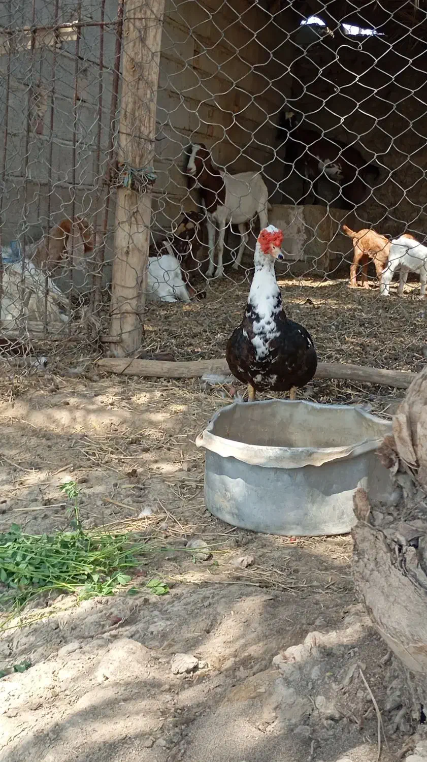 اردک نر خارجی|حیوانات مزرعه|ایرانشهر, |دیوار