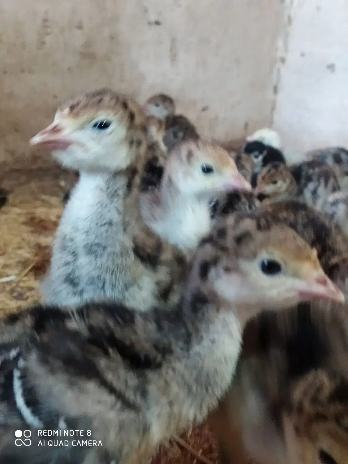 جوجه بوقلمون برنز سینه پهن|حیوانات مزرعه|تربت‌حیدریه, ترمینال|دیوار