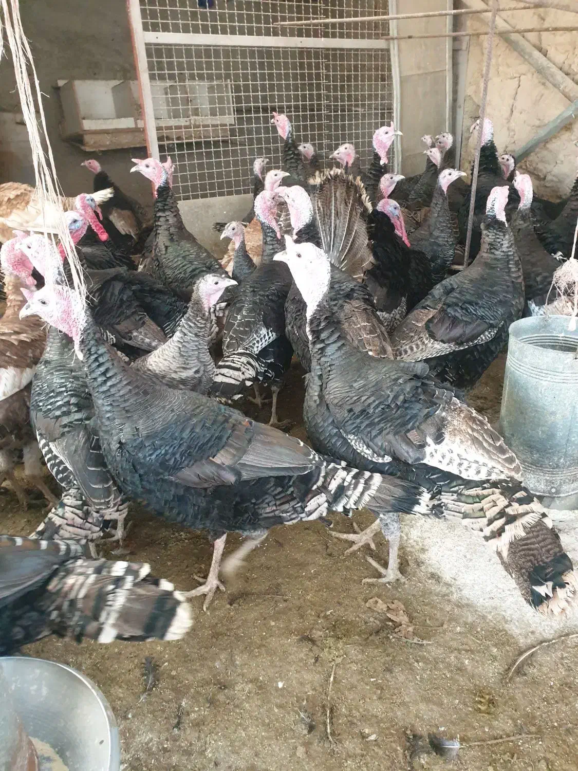 فروش بوقلمون محلی|حیوانات مزرعه|ورامین, خورین|دیوار