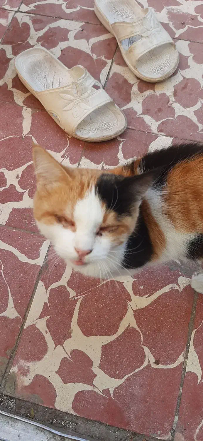 گربه نابینا|حیوانات|تبریز, |دیوار