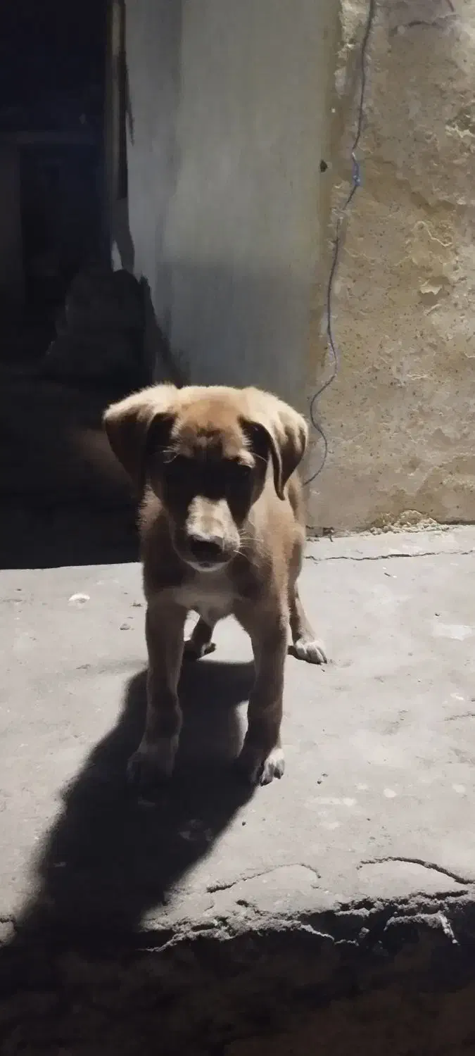 توله سگ ماده|سگ|کیاشهر, |دیوار