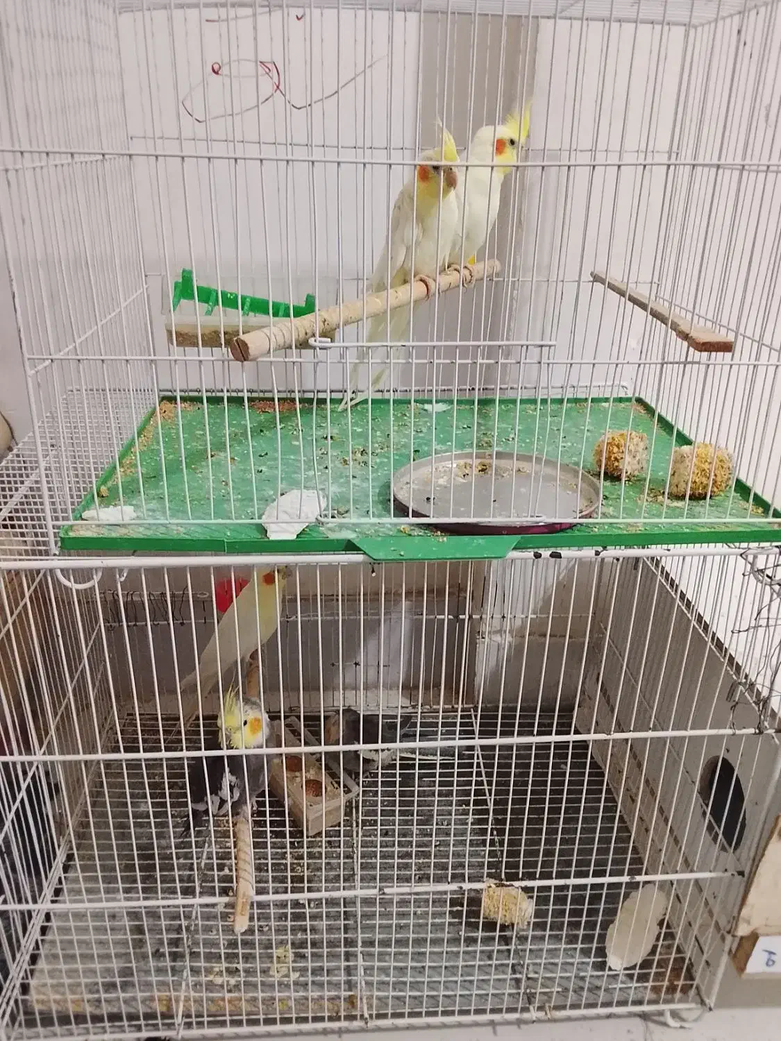 عروس هلندی بالغ وجوجه|پرنده|نیشابور, شهید بهشتی|دیوار