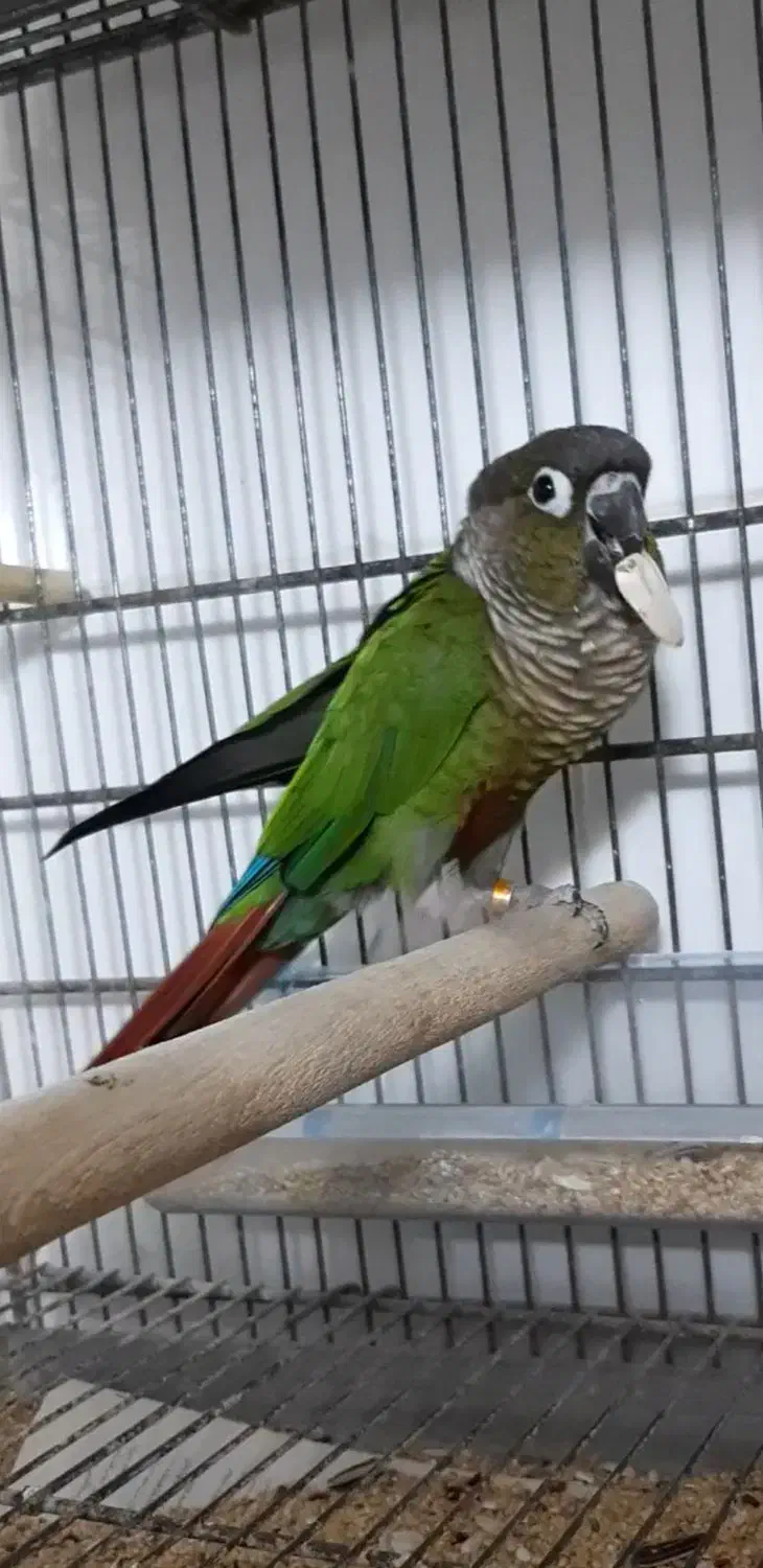 گرینچیک نرمال بالغ نیمه رام|پرنده|فردیس, منظریه|دیوار