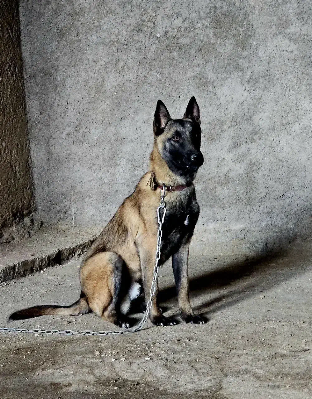 واگذاری سگ مالینویز|سگ|محلات, |دیوار