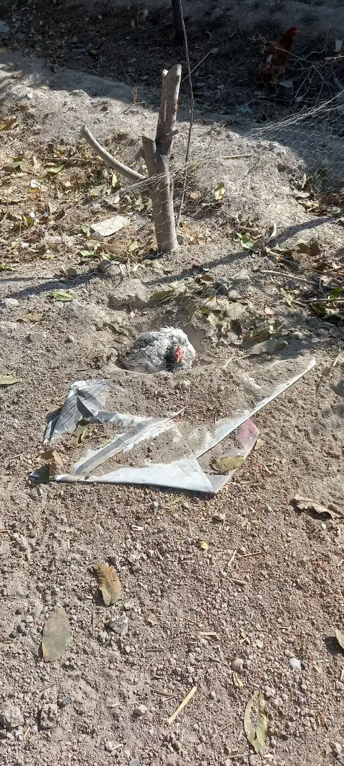 ۱۴ عدد مرغ تخم گذار سالم|حیوانات مزرعه|شاهدشهر, |دیوار