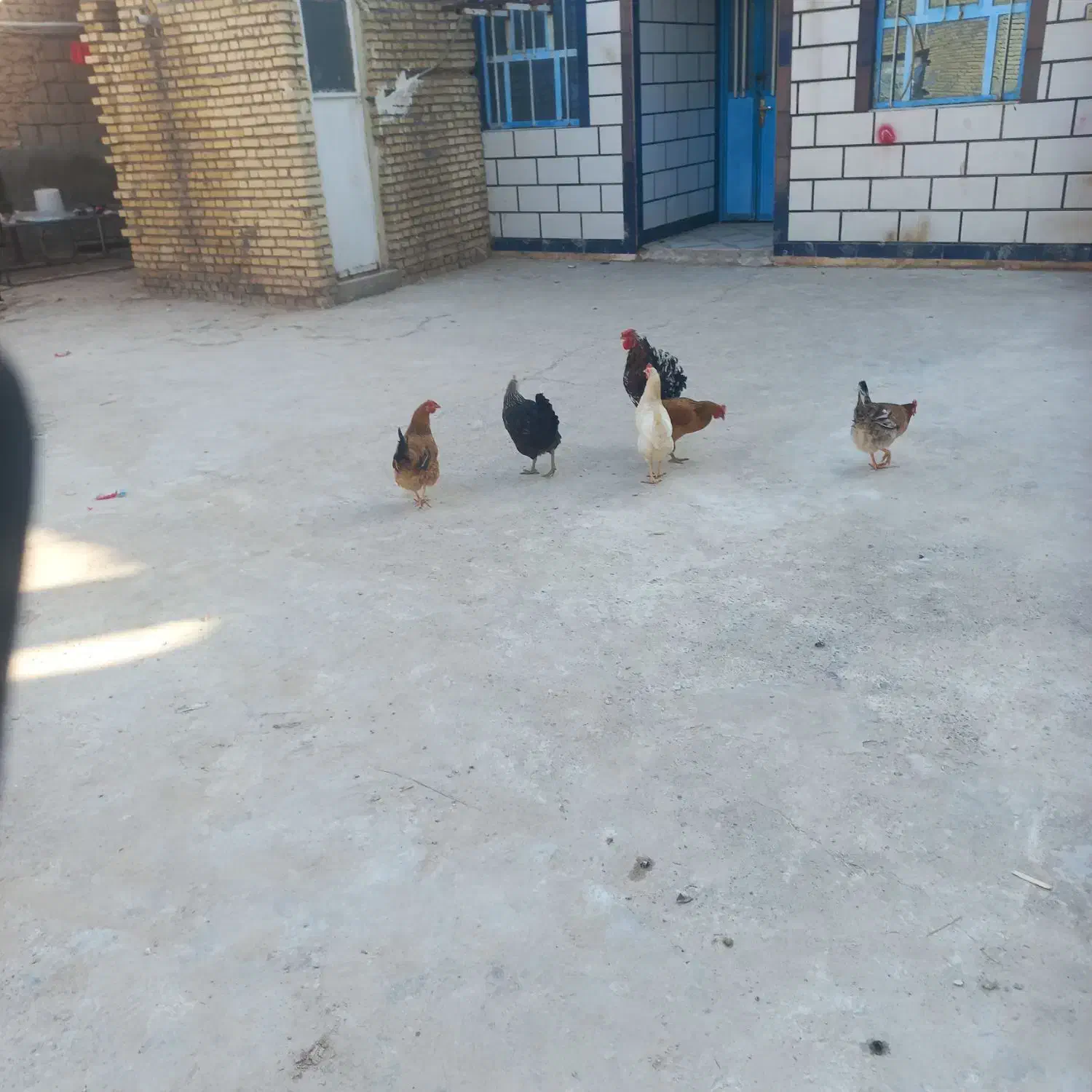 مرغ تخم گذار وخروس|حیوانات مزرعه|گتوند, |دیوار