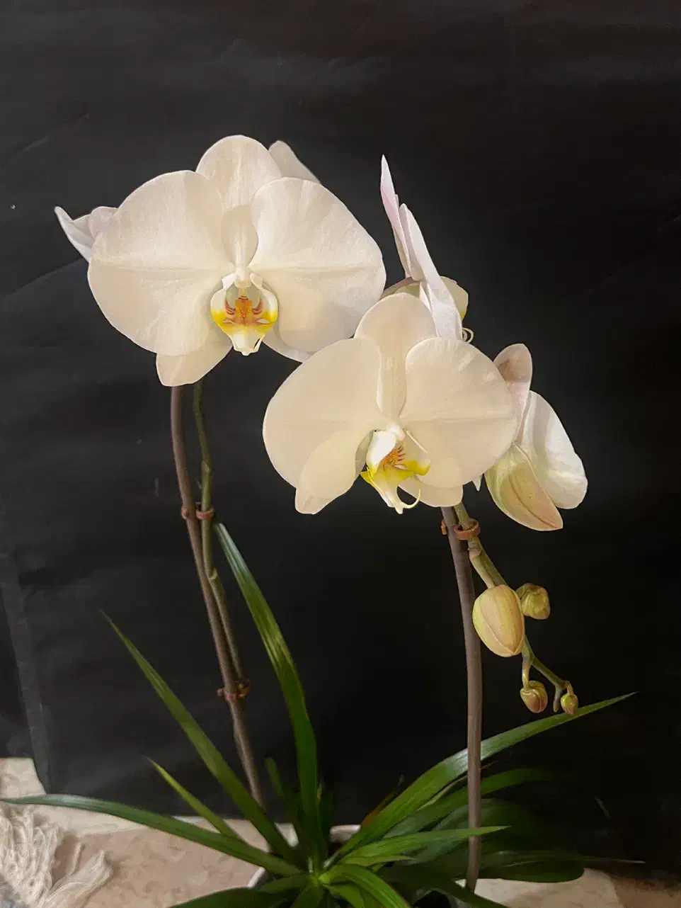 گل ارکیده|گل و گیاه طبیعی|تهران, قلهک|دیوار