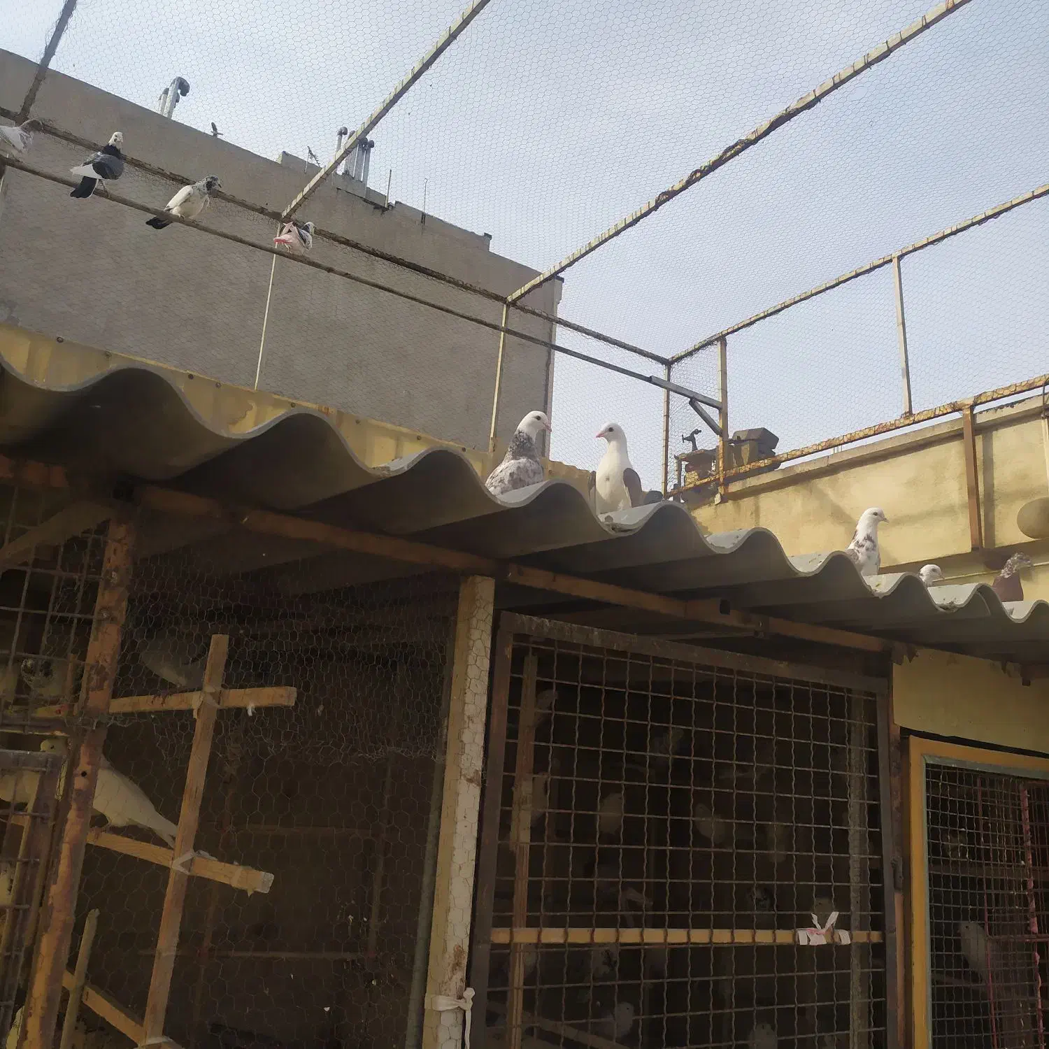 کبوتر|پرنده|تهران, افسریه جنوبی|دیوار