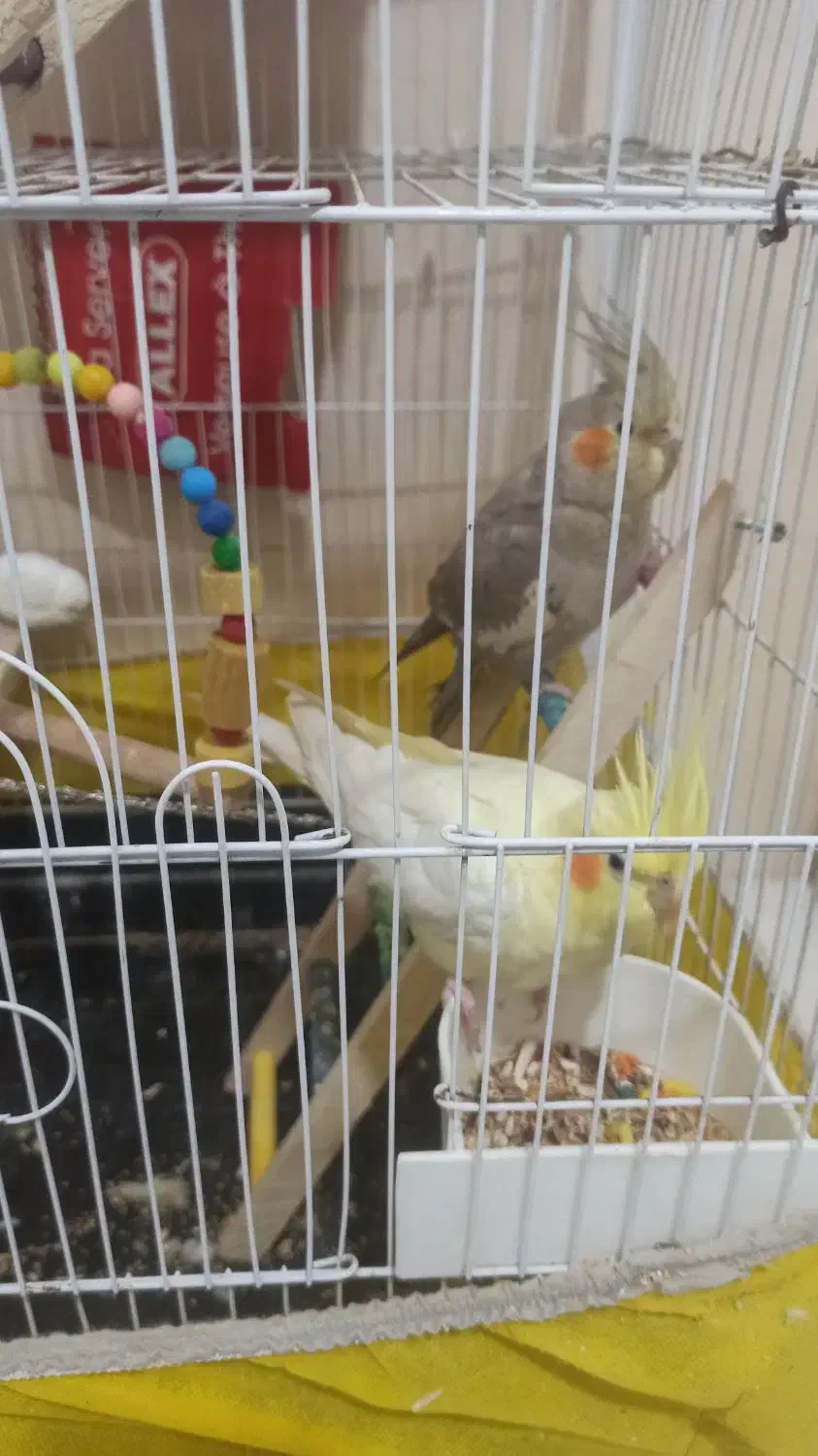 یک جفت عروس و یک جفت فنج باقفس|پرنده|ساوه, |دیوار