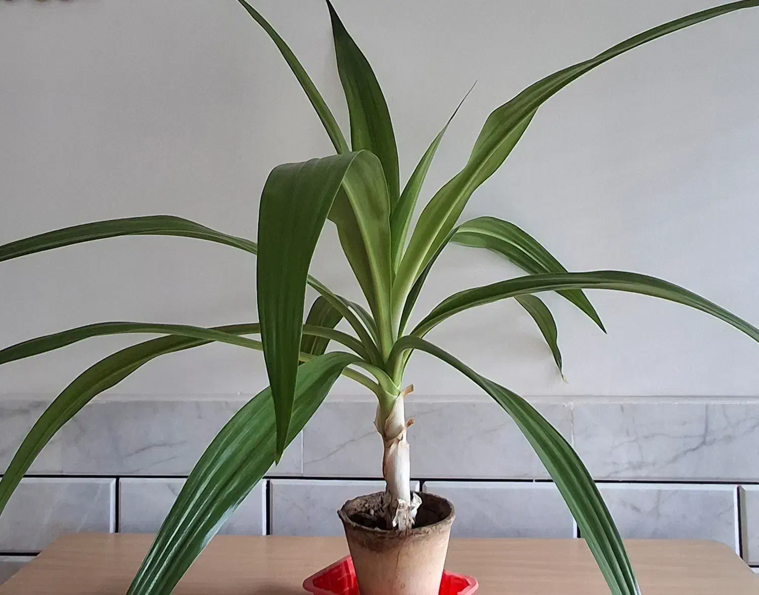 گل اشک ملکه|گل و گیاه طبیعی|مبارکه, |دیوار