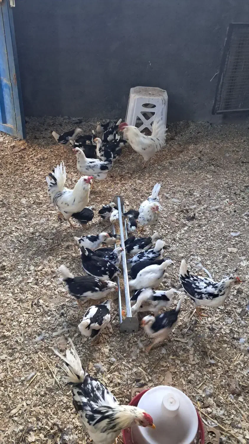 جوجه مرغ گلین (کاملا سالم و سرحال)|حیوانات مزرعه|قنوات, |دیوار