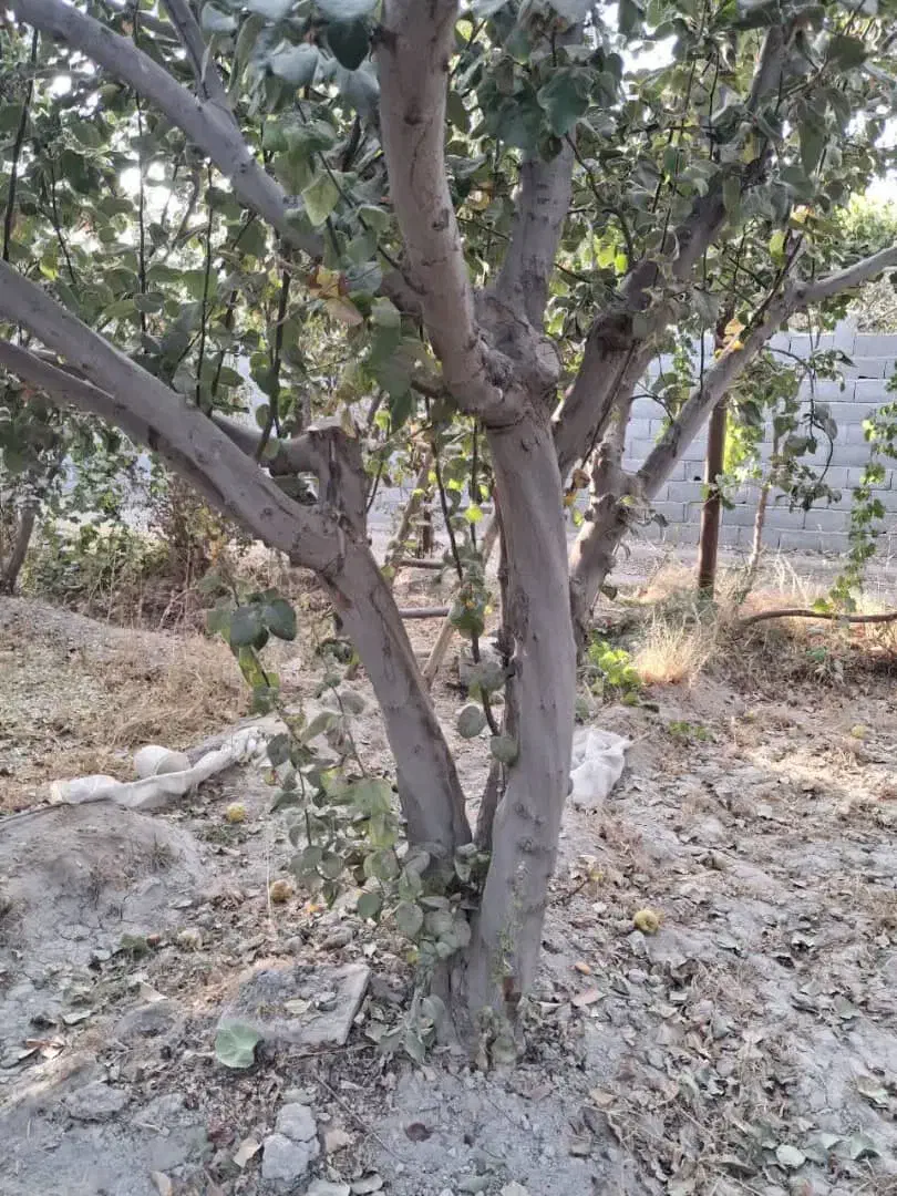 باسلام خرید انواع چوب باغی به بهترین قیمت|خدمات باغبانی و درختکاری|فلاورجان, |دیوار